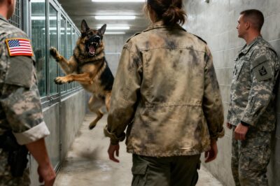They Told Him He Was Broken. They Told Her She Was Dead. But When This “Killer” Dog Saw a Ghost in the Bleachers, 500 People Witnessed a Miracle That Defied Every Military Protocol.