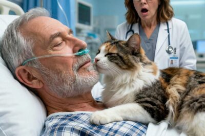 A STREET CAT SNEAKED into the billionaire’s COMA room… and WHAT HAPPENED NEXT WAS A MIRACLE THAT EVEN DOCTORS CAN’T EXPLAIN…