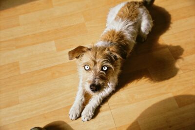 The Vet Said She Was “Shut Down,” But After 3 Months Of Sitting On The Floor With Her, She Finally Looked Me In The Eye