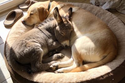 He was the size of a stuffed animal and cold to the touch, but love changes everything—now he wags his tail and refuses to believe he belongs outside