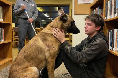 The One-Eared War Dog They Called A “Liability” Just Revealed The Library’s Darkest Secret, And Now The Entire Town Is Facing A Truth No Spreadsheet Can Fix.