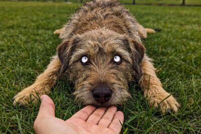 To the crowd, he was a comedian refusing to go home; to me, he was a broken soul terrified that leaving the park meant losing his last chance at being found.