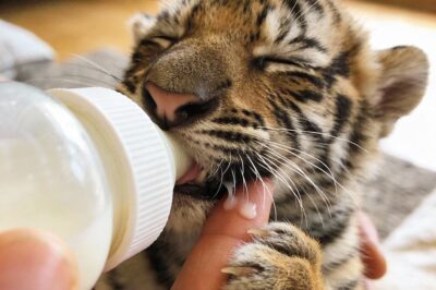 He was born to be a king, but he fit inside a shoebox and didn’t know how to roar..