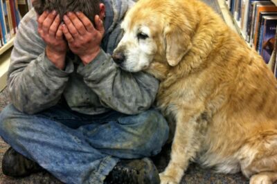They retired Barnaby not because he bit a suspect or lost his speed, BUT because he stopped wagging his tail…