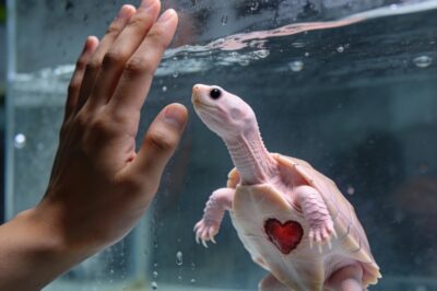 Born with her heart exposed to the world, this tiny turtle was supposed to fade away, until she proved that love is stronger than bone or shell