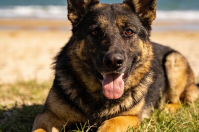 150 Lbs and Unable to Walk: The German Shepherd Who Was Returned for Being “Too Much” Finally Finds a Reason to Stand