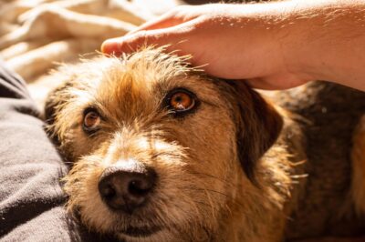 Every time a hand reached out, he flinched and cried like he was being hit, bearing the invisible scars of a past we can only imagine . This is what happens when you refuse to give up on a broken soul.