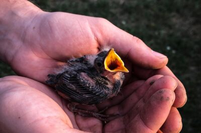He Screamed For Help Alone In The Grass, But When I Finally Told Him He Was Free To Fly Away, He Chose My Shoulder Instead
