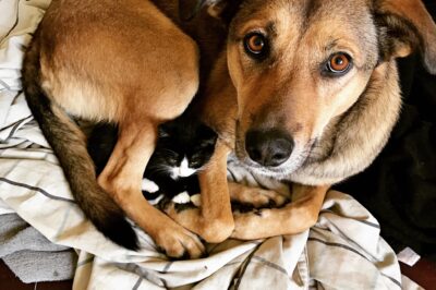 Everyone told me not to trust a grieving dog with fragile kittens, but when I saw how she looked at them, I knew love doesn’t care about species.