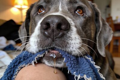 Everyone walked past his cage because of his size, missing the tears in his eyes and the way he held his toy like a lifeline waiting for someone to notice him.