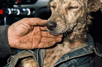 From a muddy shadow in a ditch to the bravest heart I’ve ever known: The transformation of Tadpole