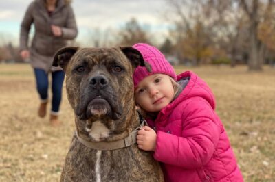 Born With a ‘Monster’ Face: How a Rejected Pitbull Named Tank Saved a Little Girl in Colorado