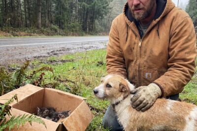 Homeless in Portland: A Stray Dog Dragged Me Into the Woods and What I Found Changed Everything
