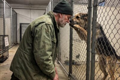 Homeless Veteran in Dayton, Ohio Walks 20 Miles in Rain to Save His Best Friend from Being Put Down