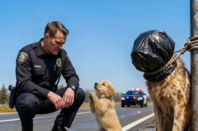 Traffic Stopped On A Frozen Highway In Detroit, Michigan As A Shivering Puppy Refused To Move, Begging Officer Vance To Follow Him Down A Dark Road Where His Dying Mother Lay Buried In Snow