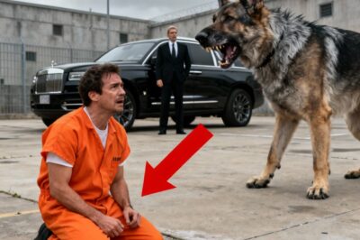 They Wrongly Convicted Me Seven Years Ago, But An Old Dog’s Growl Just Revealed The Real K*ller.