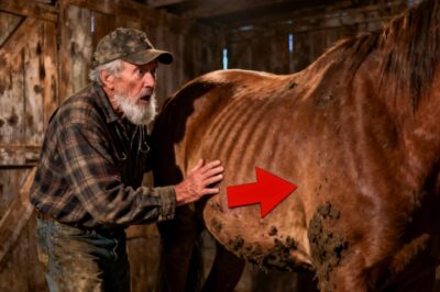 I Just Wanted To Save An Old Horse, I Never Expected To Start A War With A Billionaire.