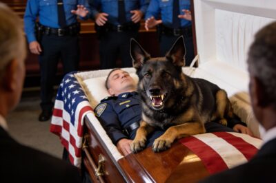Everyone thought it was grief. They thought Rex was just a heartbroken dog refusing to say goodbye to his handler. But when I looked closer at his eyes, I realized he wasn’t crying. He was guarding the body. And he was staring directly at the one person in the room who shouldn’t have been there.