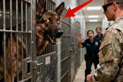 ” Blind Veteran Meets the Most Dangerous Retired Police Dog — What the Dog Did Next Shocks Everyone!”