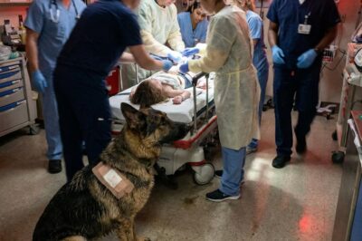 “Sir, You Can’t Bring Animals in Here!” — The ER Fell Silent When a Bloodied Military Dog Walked In Carrying a Dying Child, BUT…