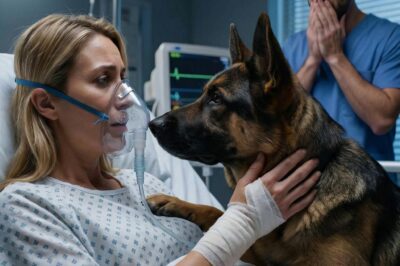 3:00 AM IN A SHADOWY CHICAGO ICU: THE HEART MONITOR WAS FLATLINING, BUT MY K9 PARTNER SMELLED THE LETHAL TRUTH HIDDEN IN THE SURGEON’S GLOVES