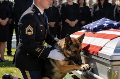 The barking was relentless, a desperate, piercing sound that cut through the silence of the funeral home. It wasn’t grief; I’d seen grief. This was a warning. My gut screamed that something was terribly wrong, but everyone else just saw a disruptive dog disrespecting the dead.